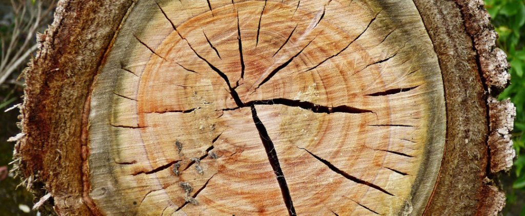 Sección tronco de madera aludiendo al sexo y edad